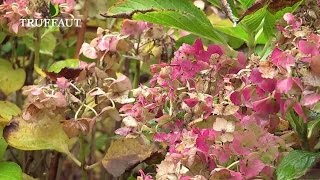 Comment tailler les hortensias   Truffaut [upl. by Lotti337]