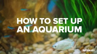 How to Set Up an Aquarium [upl. by Airdnekal]