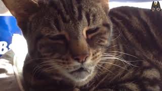 Cats Who Make Weird Noises A Compilation [upl. by Akisey]