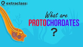 What are Protochordates  Biology  Sub Phylum of Chordata  Animal Kingdom  Protochordata [upl. by Lieberman166]