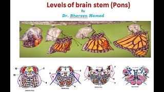 practical brain stem levels pons [upl. by Acire189]