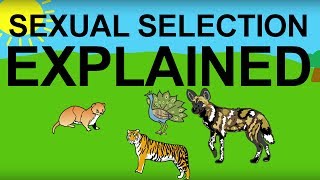 Sexual Selection Explained Evolution 101 [upl. by Snyder]