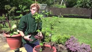 Planting Raspberries In Containers  Jack Shilley [upl. by Aimahs547]