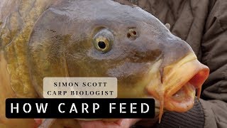 Simon Scott  How Carp Feed [upl. by Spoor288]