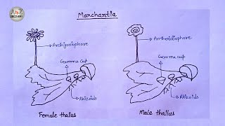 How To Draw Marchantia of Bryophyta in simple way  Common liverwort Drawing [upl. by Sylera]