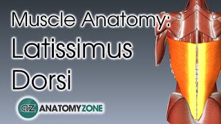 Latissimus Dorsi  Muscle Anatomy [upl. by Philemon402]