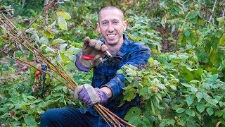 How To Prune Raspberries Permaculture Gardening [upl. by Oralla]