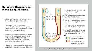 Chapter 143 Homeostasis  Selective Reabsorption amp Osmoregulation in the Kidneys [upl. by Jordon]