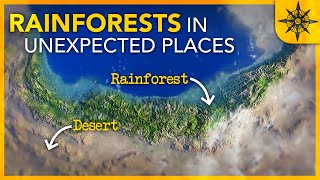 Why We Find Rainforests in Unexpected Places [upl. by Nolahs]