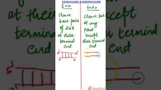 Exonucleases and Endonucleases [upl. by Dicky]