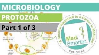 Protozoa  Microbiology  USMLE STEP 1  Part 1 of 3 [upl. by Ynnor]