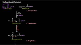 Fatty Acid Synthesis Part 5 of 12  Palmitate Synthesis [upl. by Eellek]