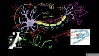 Neuron i jego budowa [upl. by Nivan]