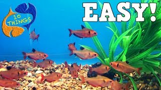 Top 10 Aquarium Fish For Beginners Your First Aquarium [upl. by Htieh981]