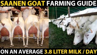 SAANEN GOAT BREED  Saanen Goat Farming Guide  Highest Milk Producing Goat Breed  Best Dairy Goat [upl. by Turnheim916]