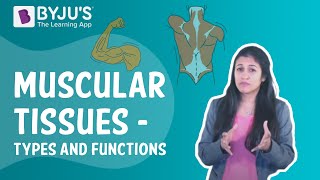 Introduction to the Muscular System  Animated Tutorial  Complete Anatomy [upl. by Adnomal]