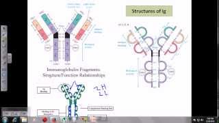 Immunoglobulins [upl. by Marsden]