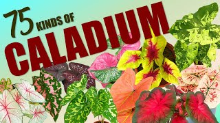 75 CALADIUM SPECIES HERB STORIES [upl. by Llekram]