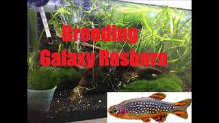 How to Breed Galaxy Rasboras  Danio margaritatus  Celestial pearl danio [upl. by Altman]