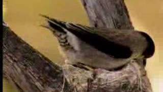 How birds camouflage their nests  David Attenborough  BBC wildlife [upl. by Hultin]