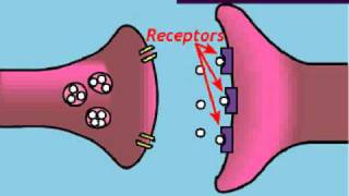 The Brain—Lesson 2—How Neurotransmission Works [upl. by Hardin]