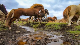 Beautiful Herd of Horses Running Free [upl. by Heall]