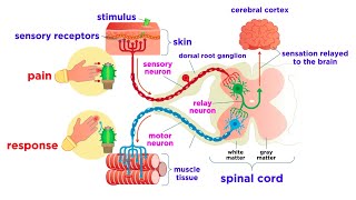 Central Nervous System Crash Course Anatomy amp Physiology 11 [upl. by Ifar]