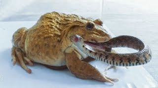 Asian Bullfrog Tries to Eat Big Snake And Scorpion What to see [upl. by Anyale936]