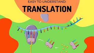 Protein Synthesis Translation [upl. by Eellah795]