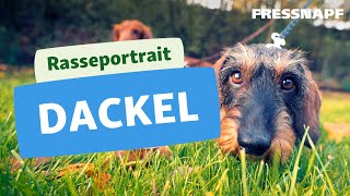 Rasseportrait Dackel [upl. by Skyler]