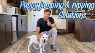 Puppy jumping and nipping solutions [upl. by Chase]