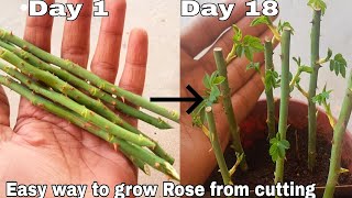 Easy way to grow rose from cutting How to grow rose plant from cutting with English subtitles [upl. by Enilarak48]