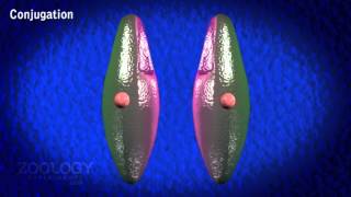 Paramecium conjugation [upl. by Adnamar691]