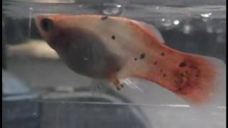 Platy Fish giving birth UP CLOSE 14 births caught on camera [upl. by Kcirrez]