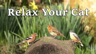 Calming Music for Cats  The Sounds of Nature and Beautiful Bird Song [upl. by Arrek]