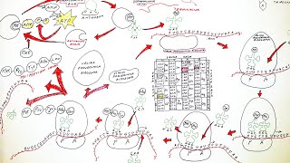 GENSKA EKSPRESIJA OD DNK DO PROTEINA BIOSINTEZA PROTEINA TRANSKRIPCIJA I TRANSLACIJA [upl. by Margarethe669]