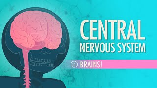 Central Nervous System Crash Course Anatomy amp Physiology 11 [upl. by Anastasius]