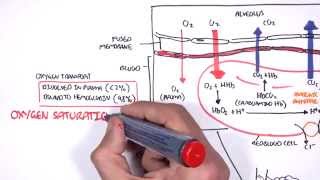 Respiration Gas Exchange [upl. by Pyne]