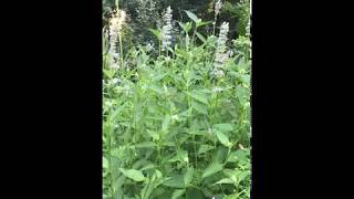 Agastache foeniculum Anise Hyssop [upl. by Sirroned]