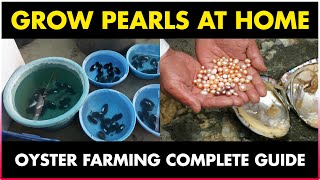 How to grow Pearls at Home  Oyster Farming at Home [upl. by Greer]