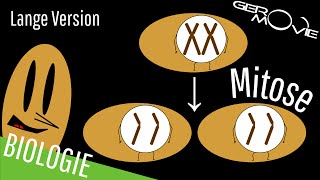 ► Mitose  verständlich erklärt  Lange Version [upl. by Hasen]