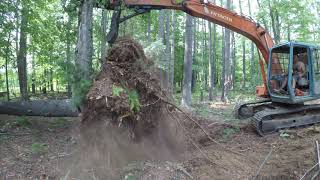 Cutting down saw mill trees [upl. by Kwon]