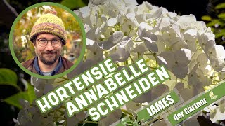 Wie und wann schneidet man eigentlich Schneeballhortensien I James der Gärtner [upl. by Orelee]