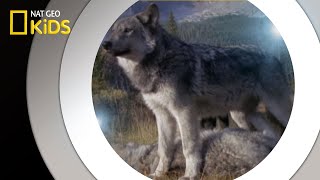 Living With Wolves  National Geographic Kids [upl. by Moreen]