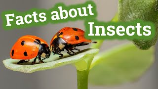 Facts about Insects for Kids  Learning Video [upl. by Tibbetts]