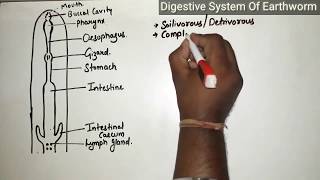 Digestive System Of Earthworm Class 11 [upl. by Sidnak]