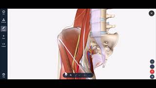 Lateral Femoral Cutaneous Nerve Block [upl. by Kristoffer149]