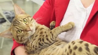 Were Wild for the Ocicat [upl. by Kristina]