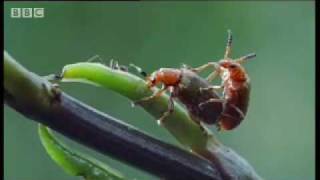 African beetles eat poisonous plants for survival  BBC wildlife [upl. by Jablon658]