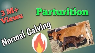 Normal Calving Parturition in the Cow [upl. by Nomit]